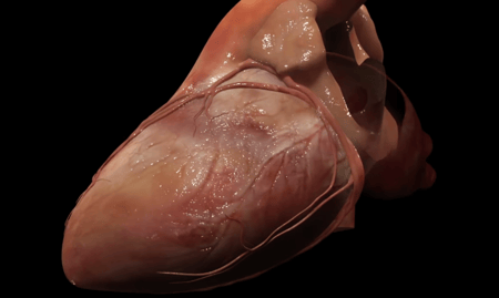 3D Model of Heart
