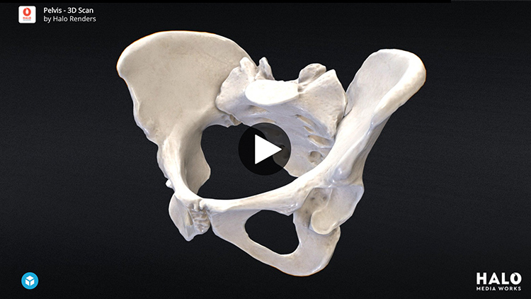 3D Medical Models - 360-spin - for AR VR - 2